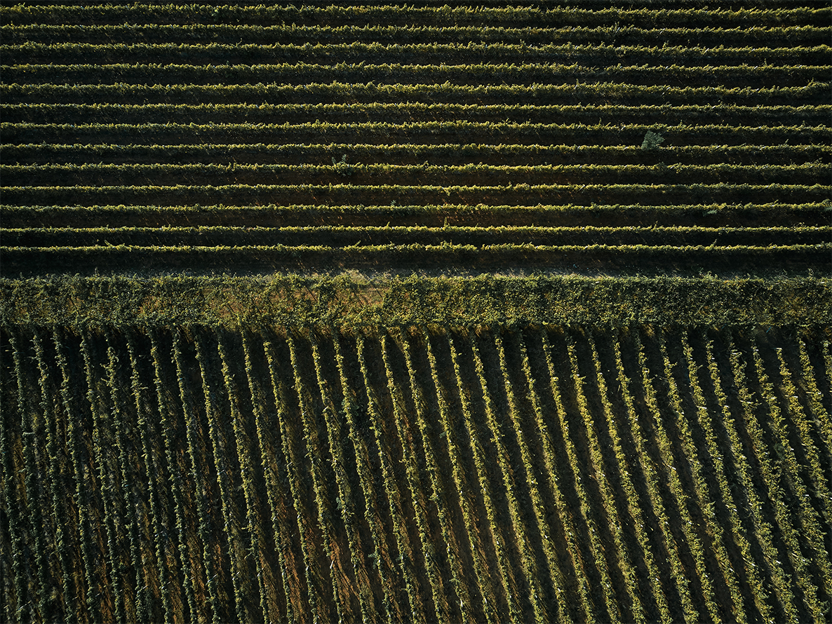 vineyard